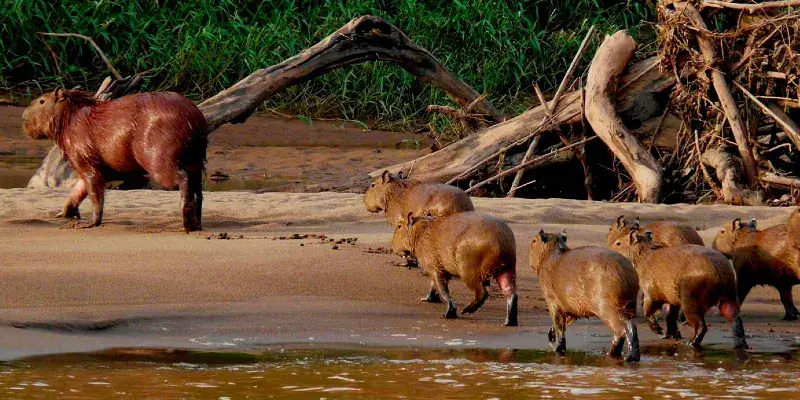 Tambopata National Reserve + Macaw Clay Lick 6 days and 5 nights - Local  Trekkers Peru