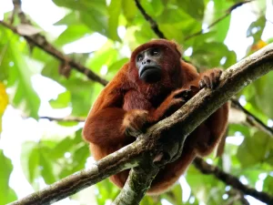 A Guide to the Monkeys and Primates of Manu National Park