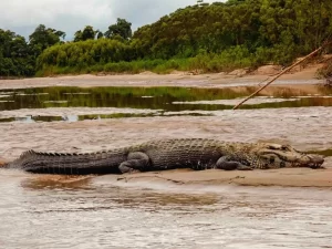 Biodiversity in Manu: Animals You Will Definitely See