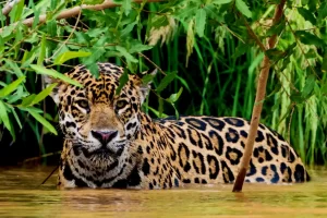 Zona Reservada del Manu: Cómo Obtener un Permiso y Qué Esperar Adentro