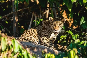 Parque Nacional Manú: la guía definitiva para visitantes