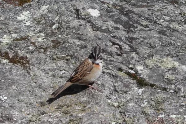 Flore et Faune sur le Réseau du Chemin Inca : Un Guide Complet