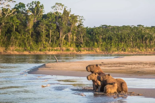 Que voir dans le parc national du Manu ? Guide pour explorer ce paradis naturel