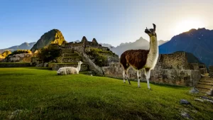 Return Trip from Machu Picchu: By Car or by Train?
