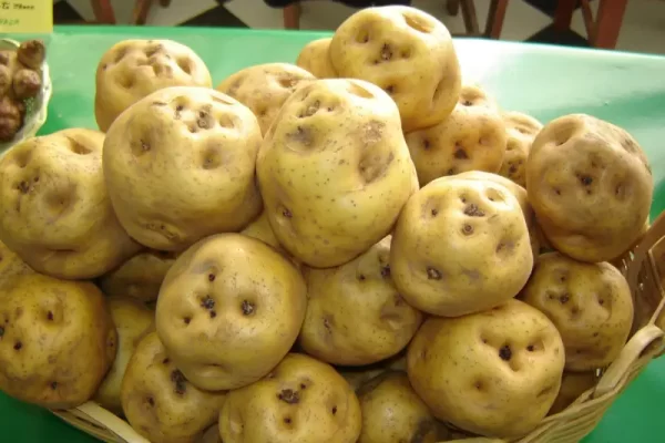 Variétés de pommes de terre au Pérou : un patrimoine andin