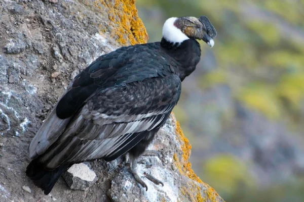 Le condor des Andes au Pérou : symbole national et roi des Andes