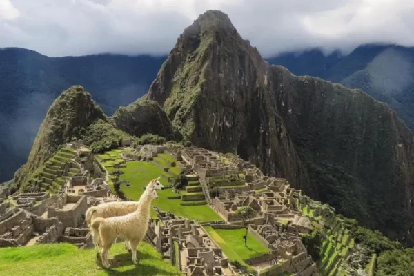 Découvrez la flore et la faune du Machu Picchu : un trésor naturel dans les Andes