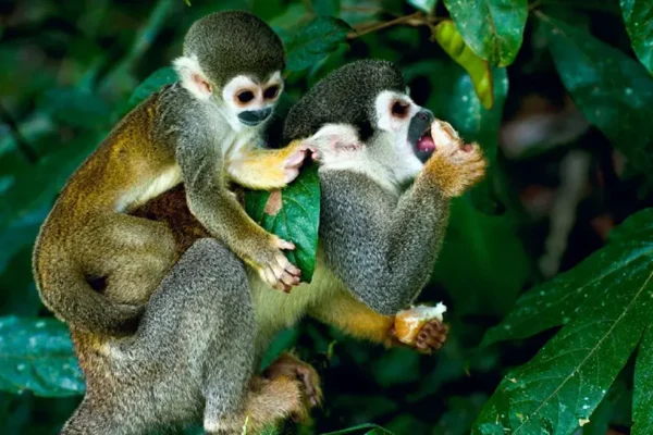 Animaux de la forêt amazonienne : une biodiversité unique pour les voyageurs conscients