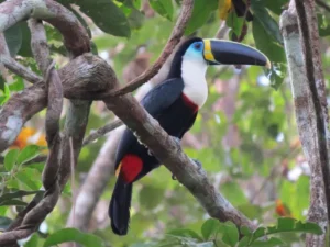 The best way to visit the Peruvian Amazon