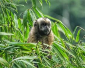 Reserva Natural de Manu: Biodiversidad, Cultura y Conservación