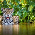 Manu National Park vs Tambopata: Which Amazon Trip Is Worth It?