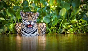 Cómo ver un jaguar en el Manu: Mejores lugares, consejos y qué esperar