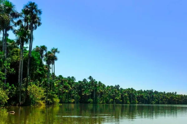 Puerto Maldonado and Tambopata: Complete Guide to 2, 3 and 4 Day Trips