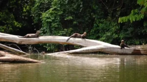 ¿Es seguro el Parque Nacional del Manu? Malaria, vacunas y seguridad en la selva