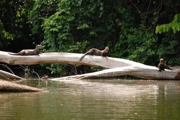 Le parc national de Manu est-il sûr ? Paludisme, vaccins et sécurité dans la jungle