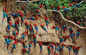 Macaw Clay Lick Tambopata: The Spectacular Bird Spectacle