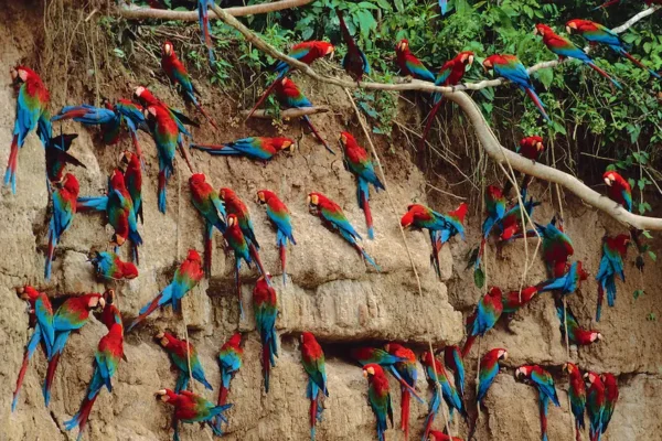 Macaw Clay Lick Tambopata: The Spectacular Bird Spectacle