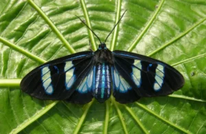 Insects of the Peruvian Amazon: Tarantulas, Ants & Butterflies
