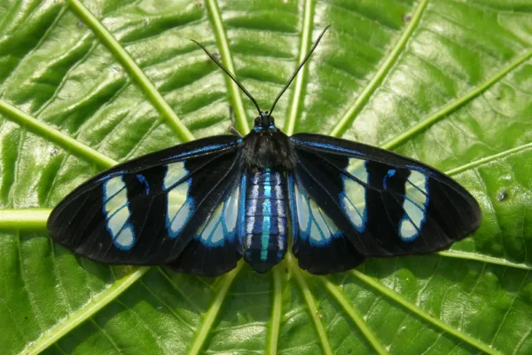 Insectes de l&rsquo;Amazonie Péruvienne : Mygales, Fourmis et Papillons