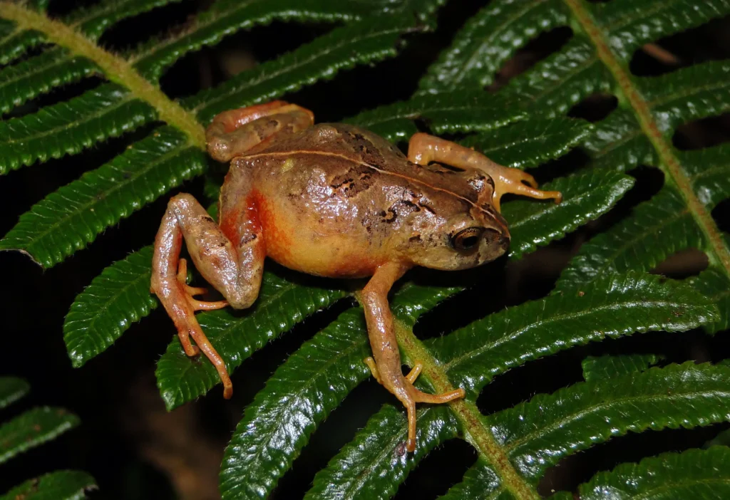 Phrynopus manuelriosi
