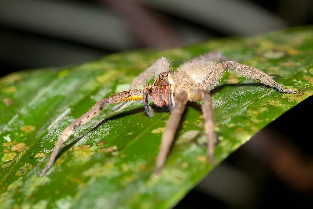 Araignée banane (Phoneutria spp.)