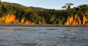 Birdwatching in Manu National Park: Over 1,000 Species Await