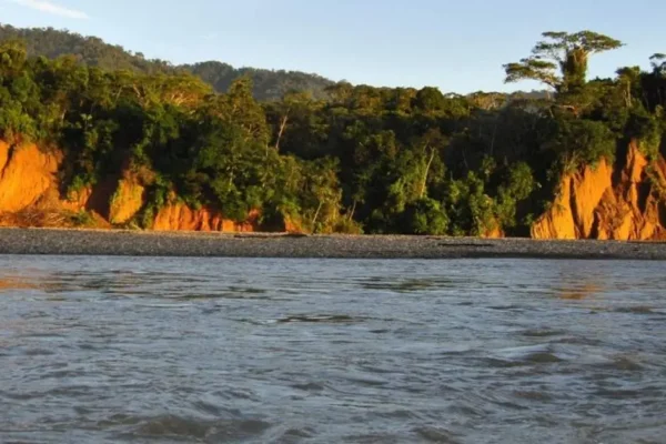 Observación de aves en el Parque Nacional del Manu: Más de 1.000 especies te esperan
