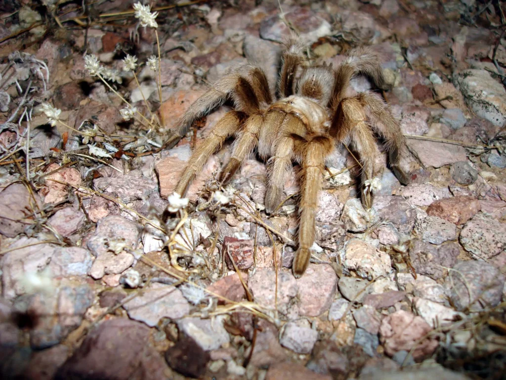Tarentule blonde d'Arizona (Aphonopelma chalcodes)