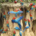 Collpa Chuncho vs Collpa Colorado: Which Macaw Clay Lick Should You Visit?