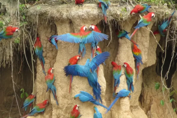 Collpa Chuncho vs Collpa Colorado: Which Macaw Clay Lick Should You Visit?